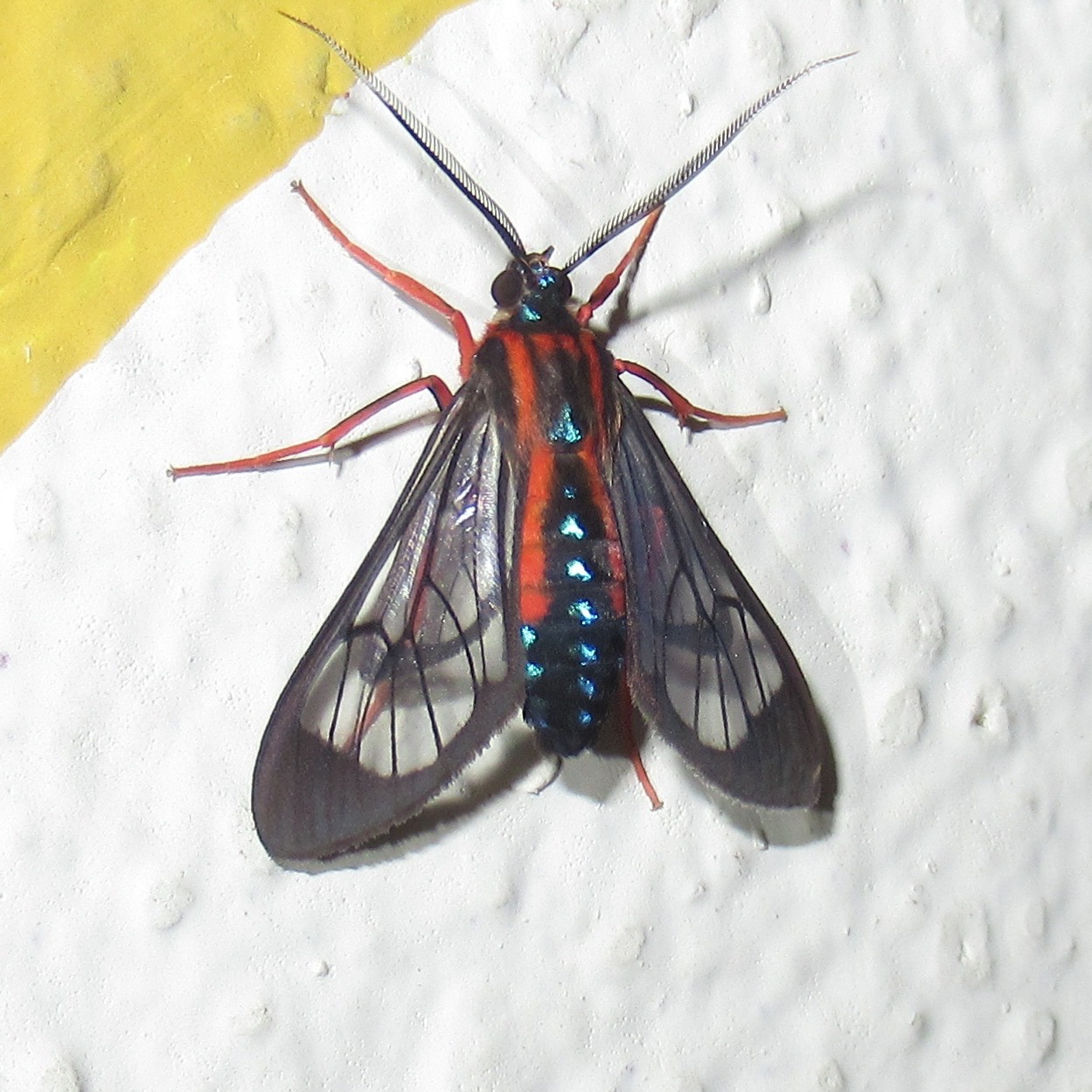 Cosmosoma auge