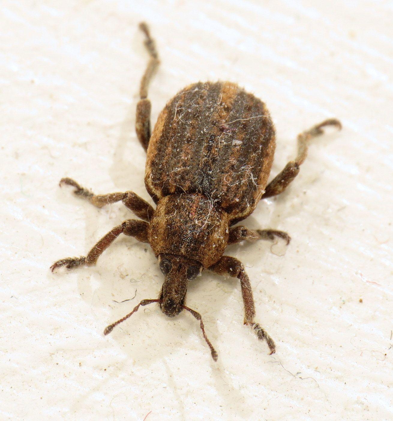 Brachypera zoilus