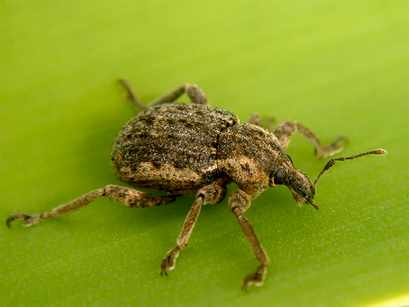 Brachypera zoilus