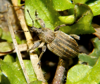 Brachypera zoilus