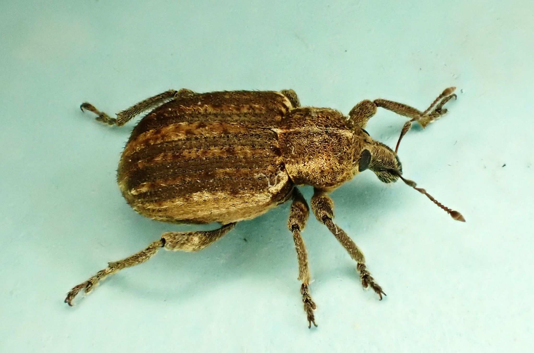 Brachypera zoilus