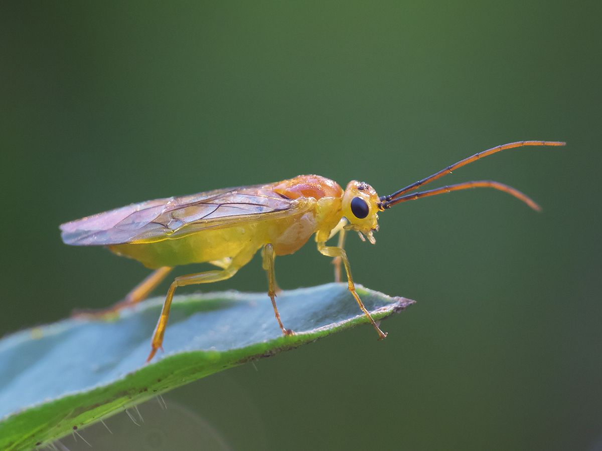 Euura oligospila