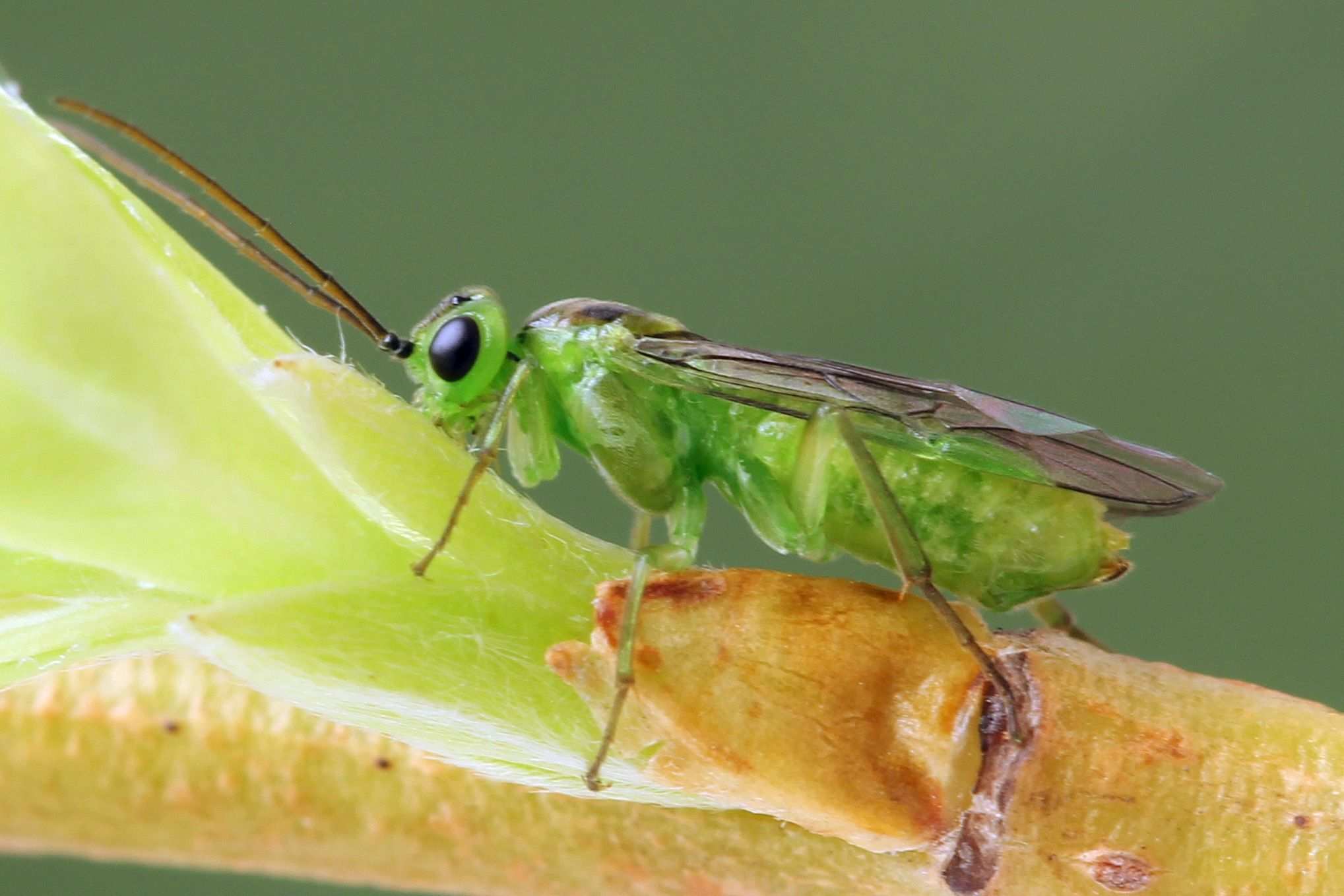 Euura oligospila