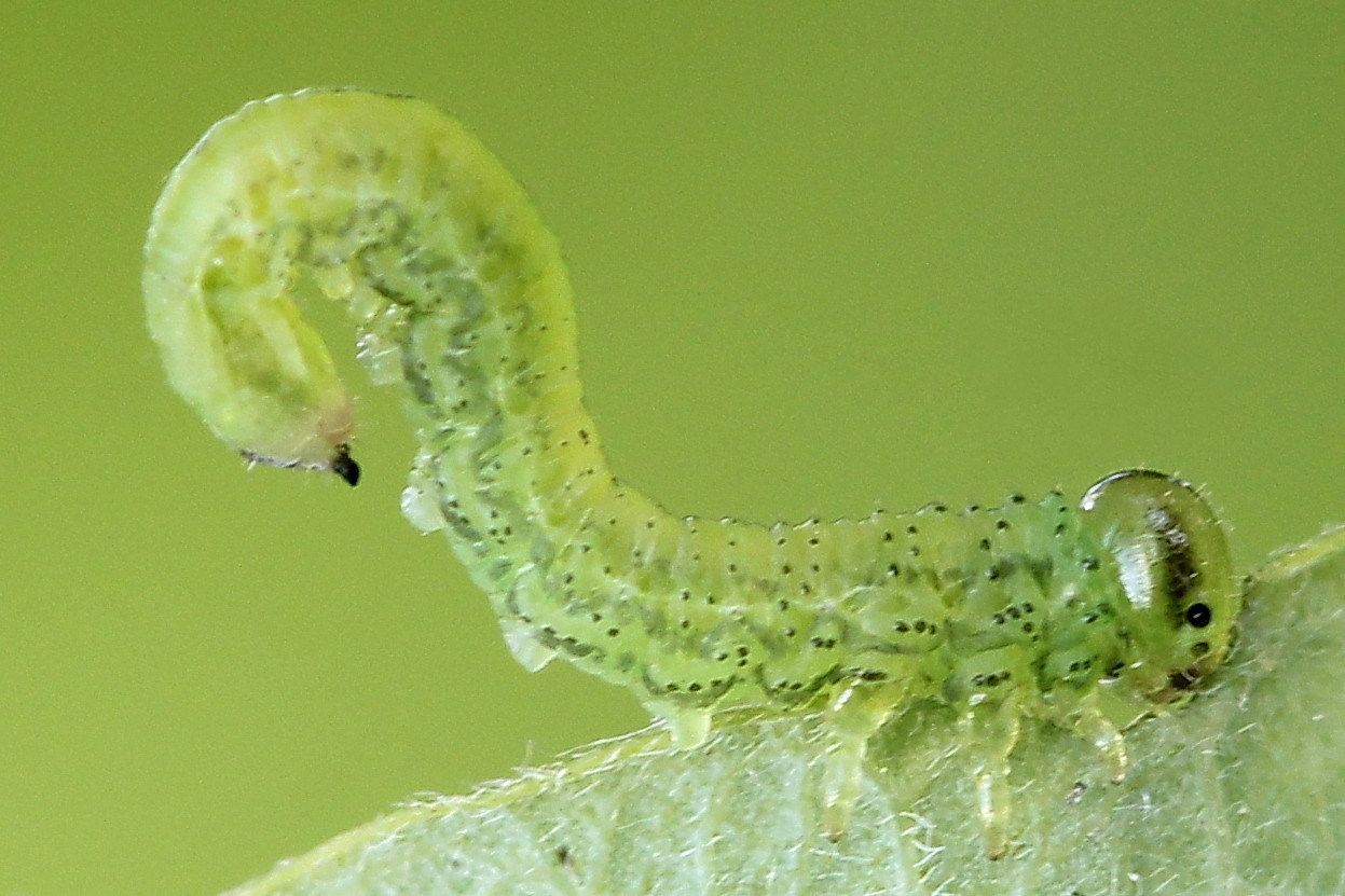 Euura oligospila