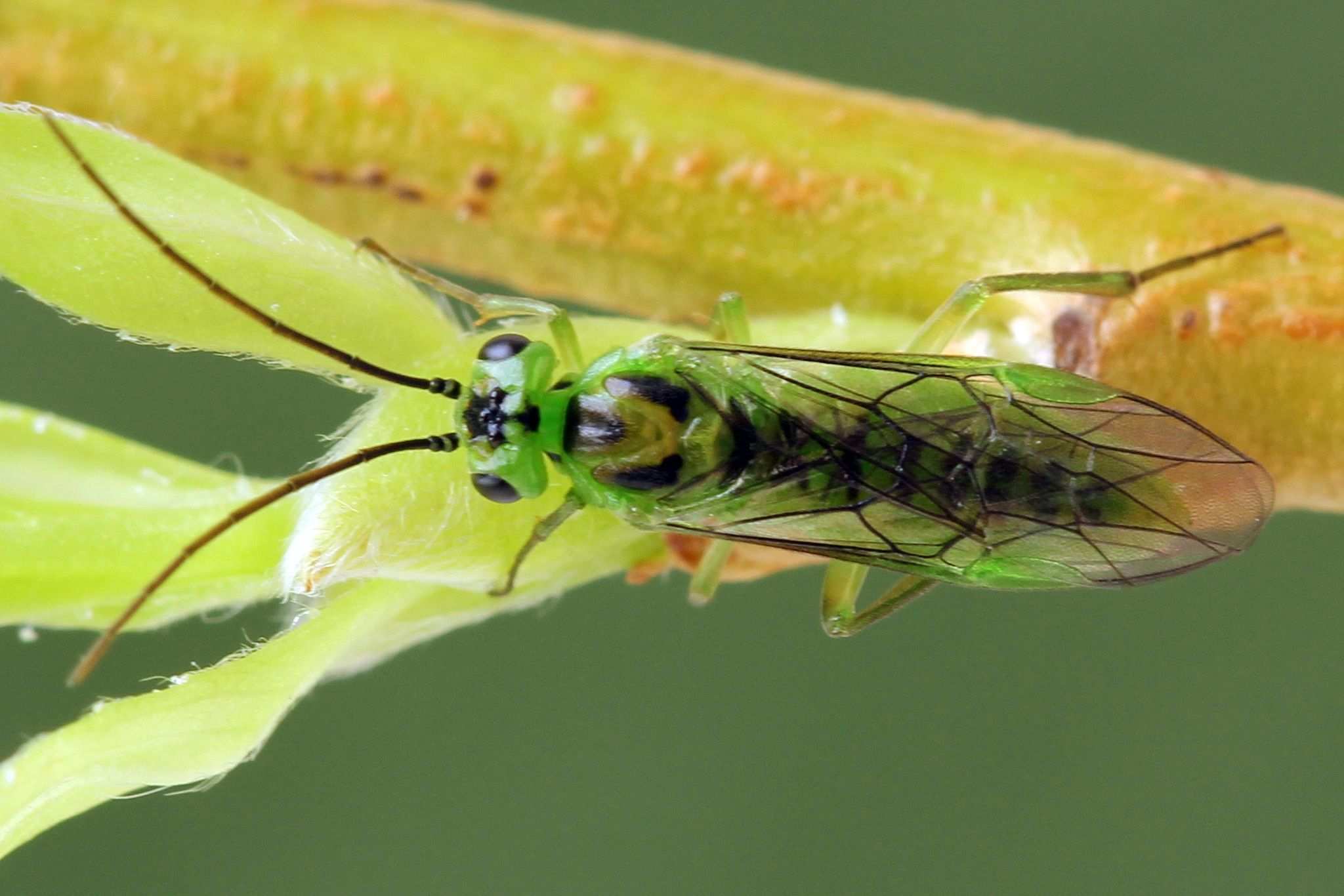 Euura oligospila