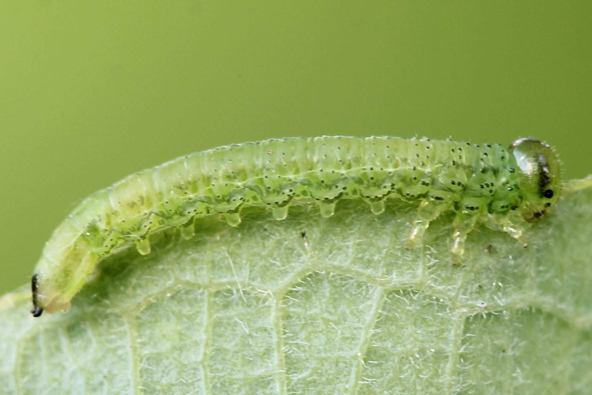Euura oligospila
