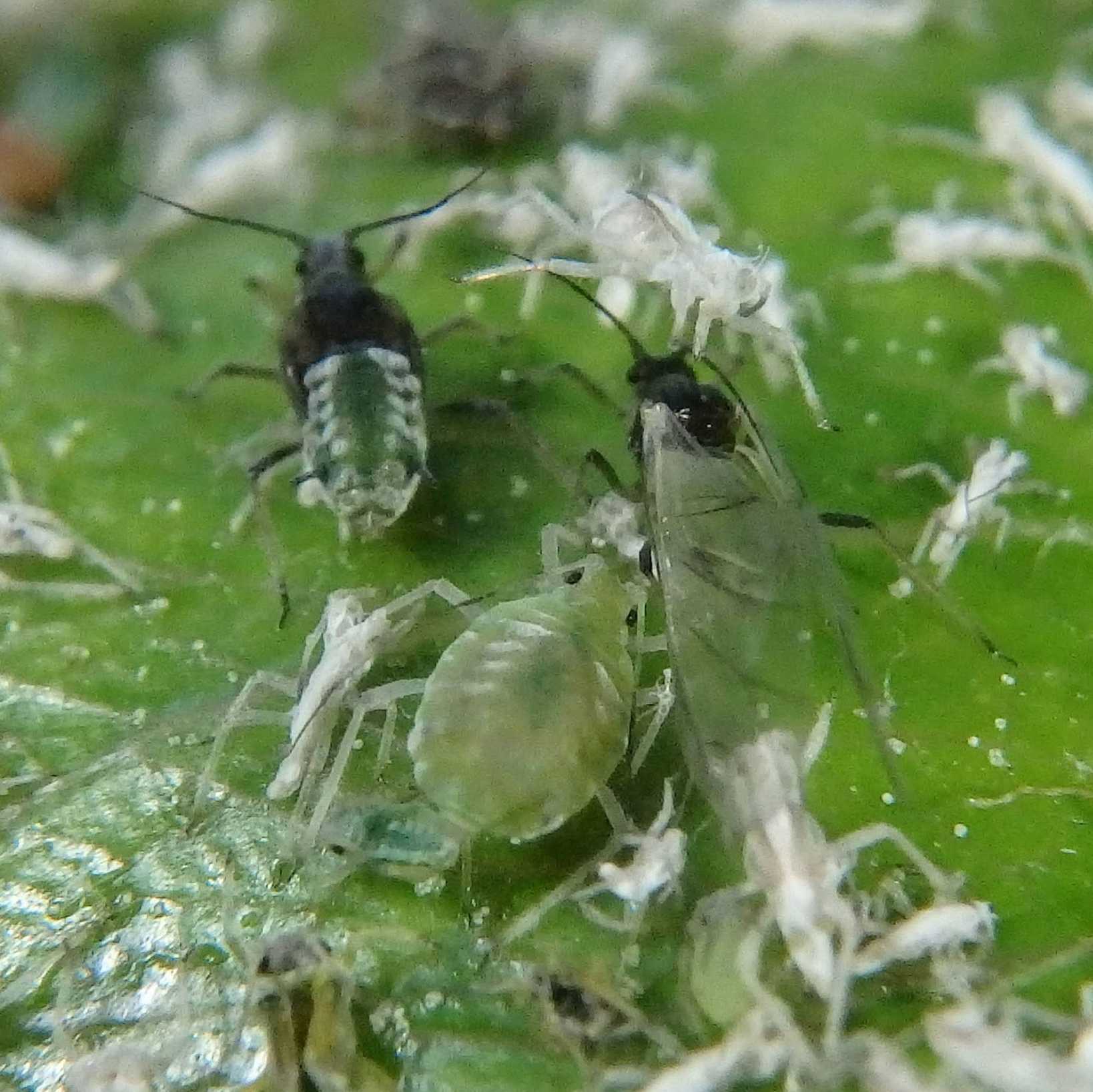 Schizaphis piricola