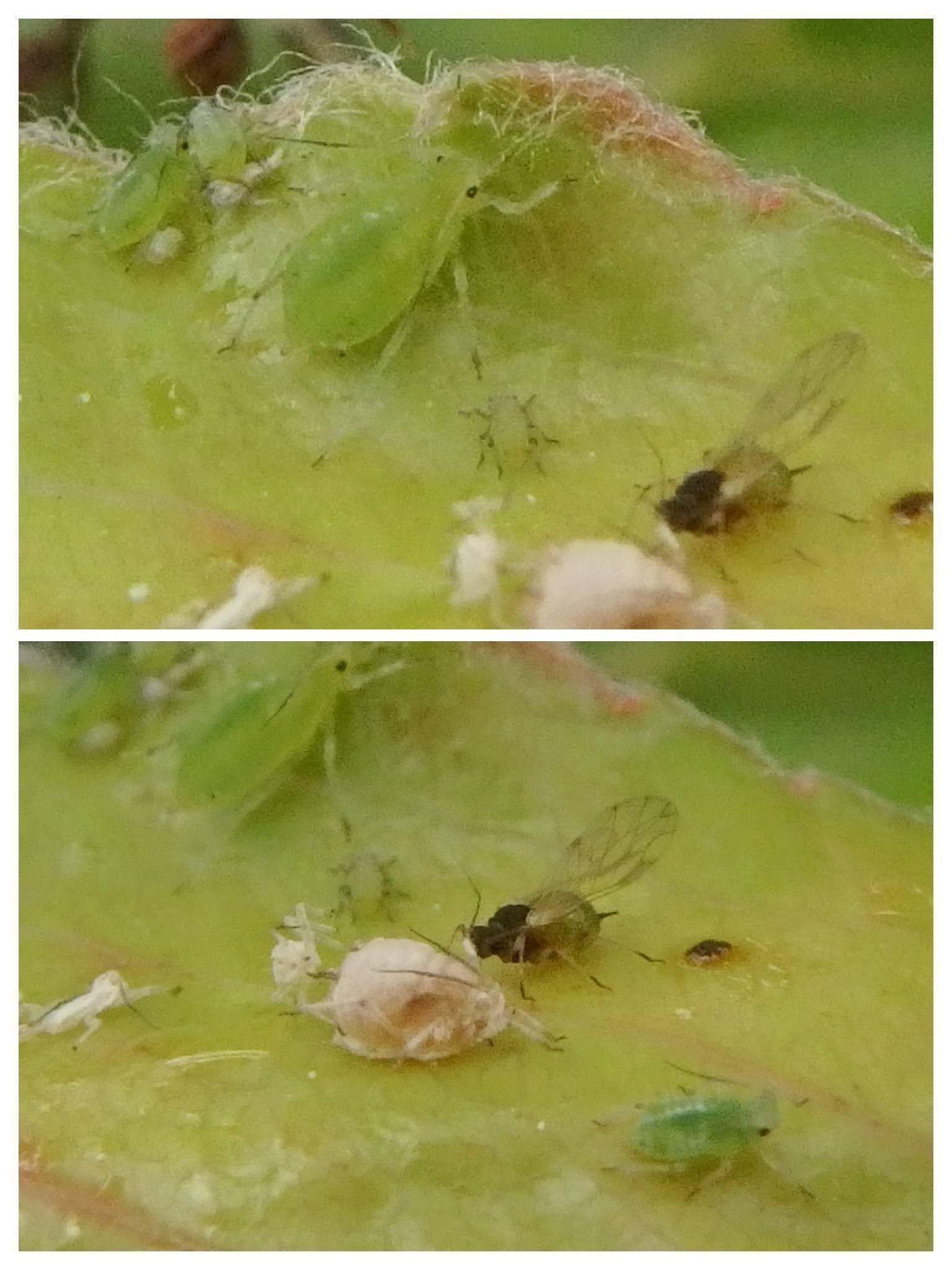 Schizaphis piricola