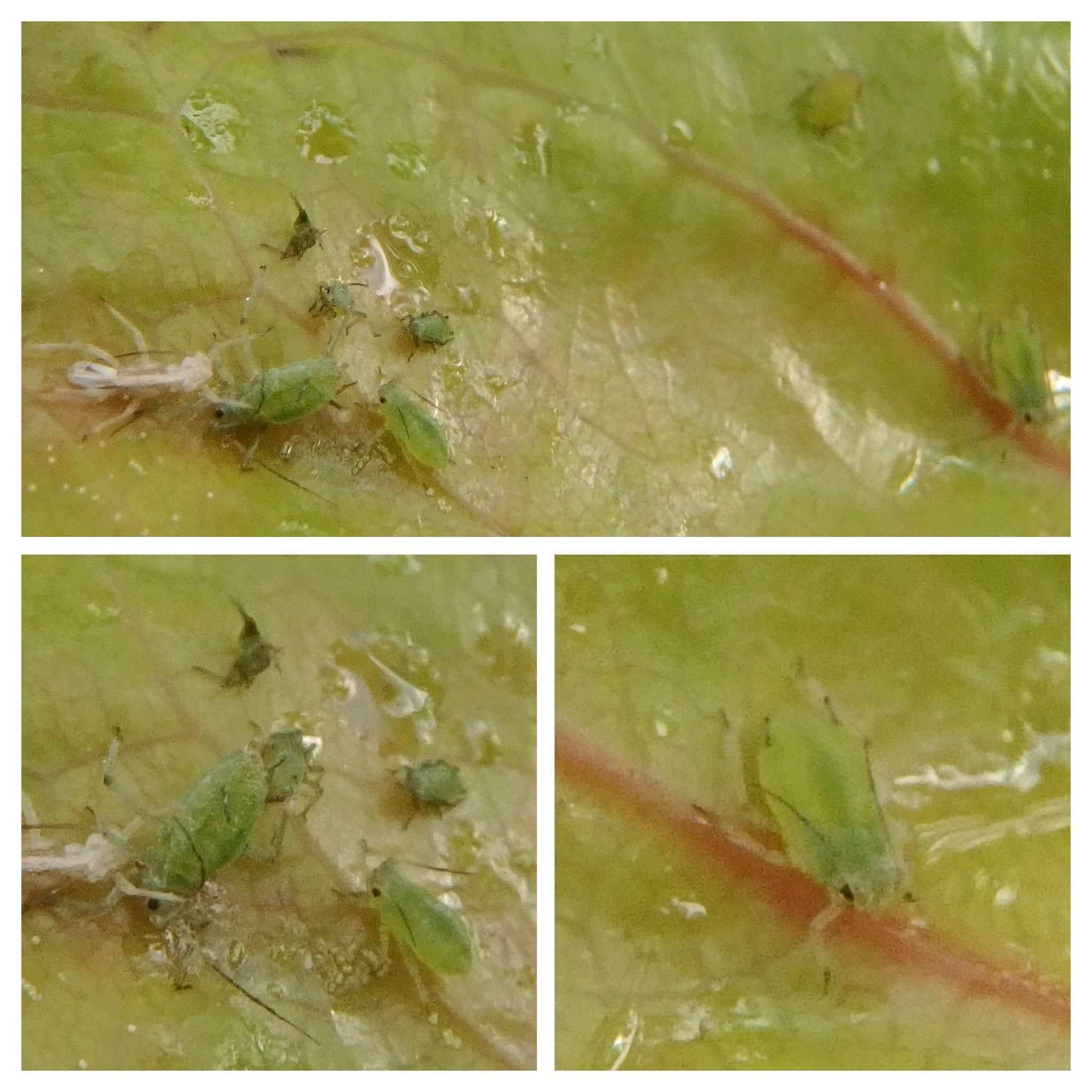 Schizaphis piricola