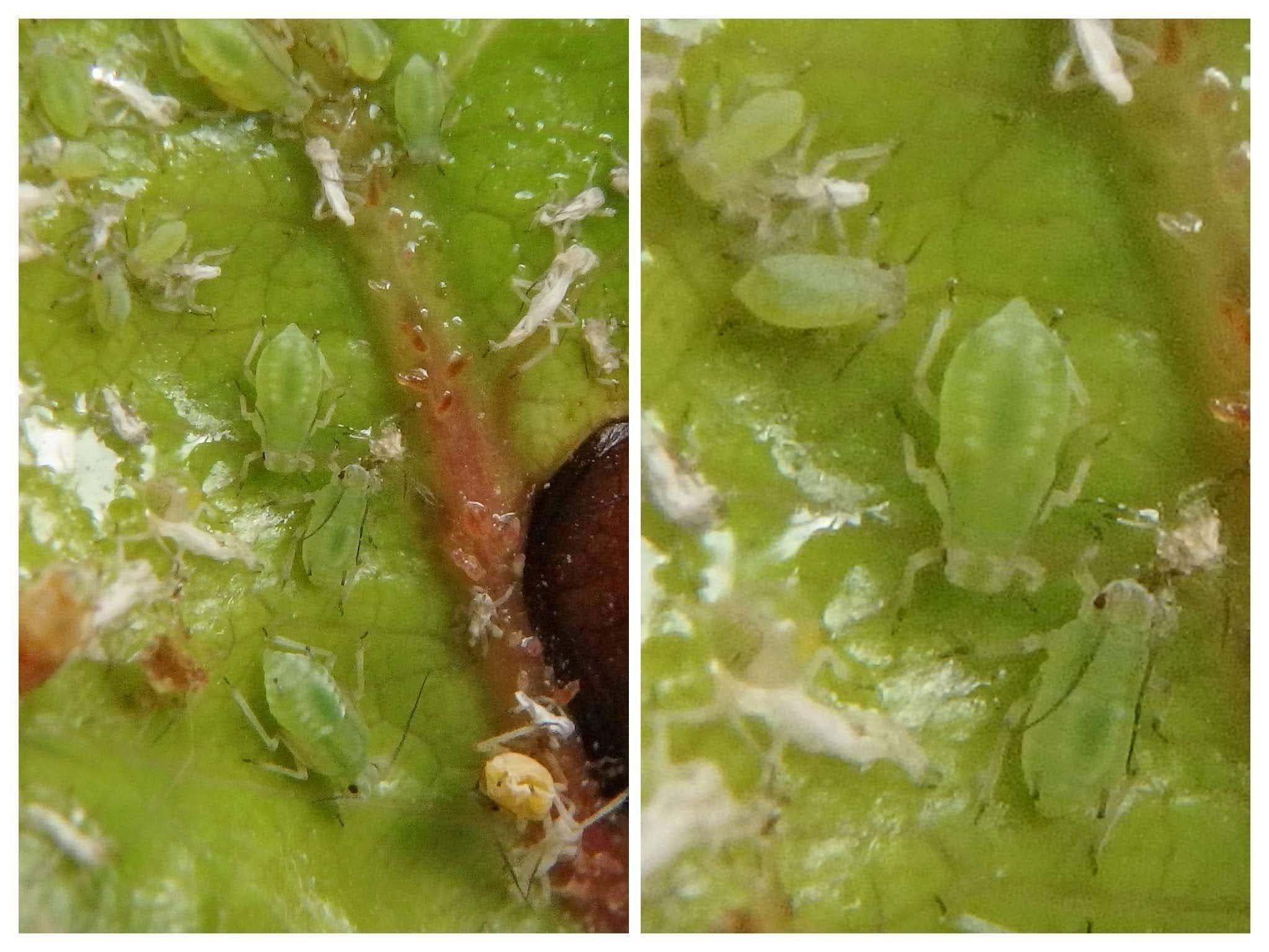 Schizaphis piricola