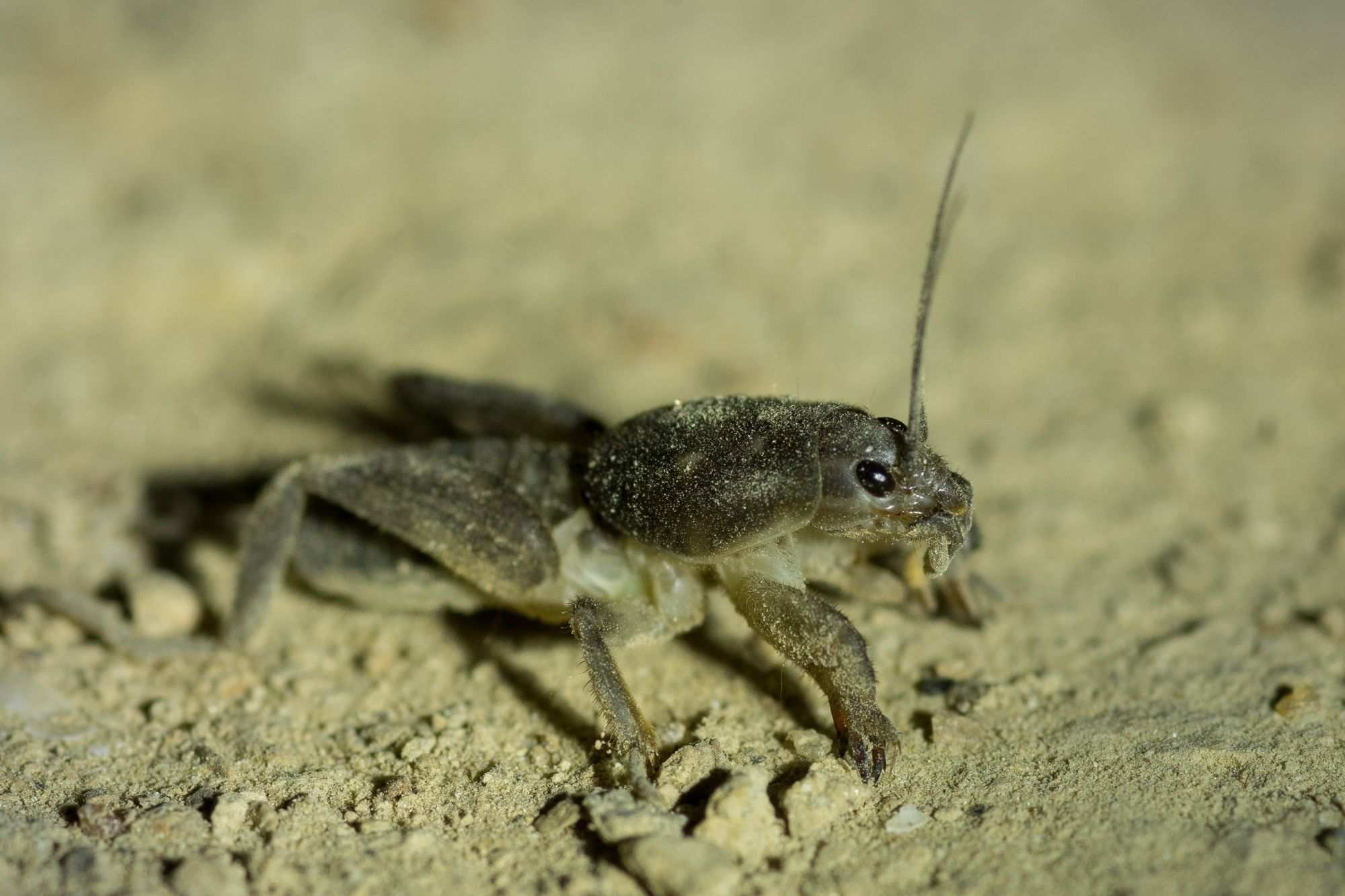 Scapteriscus didactylus