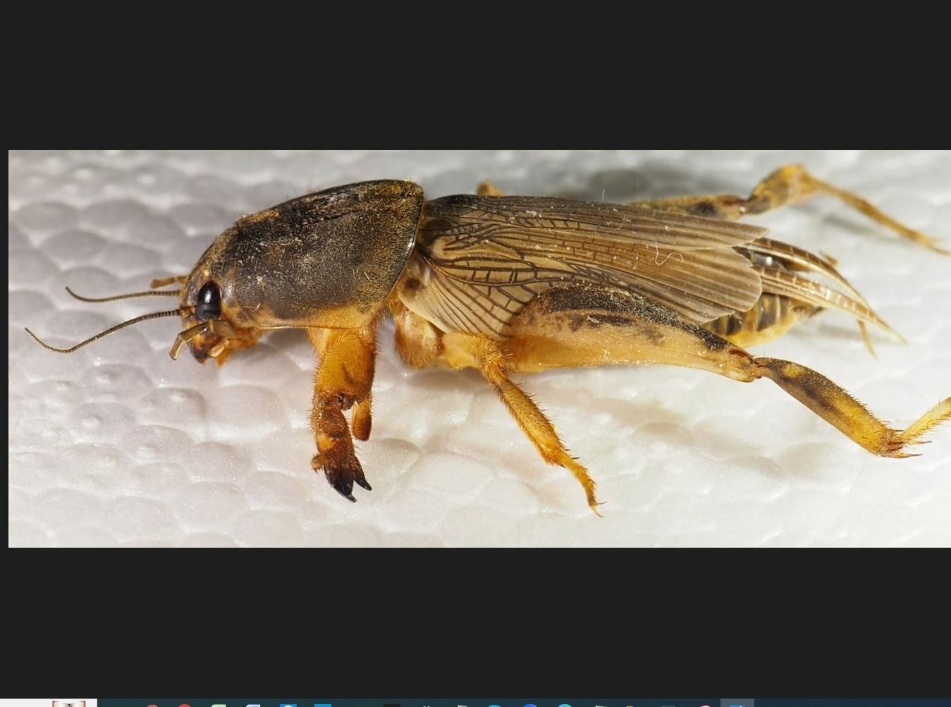 Scapteriscus didactylus
