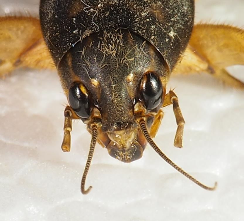 Scapteriscus didactylus