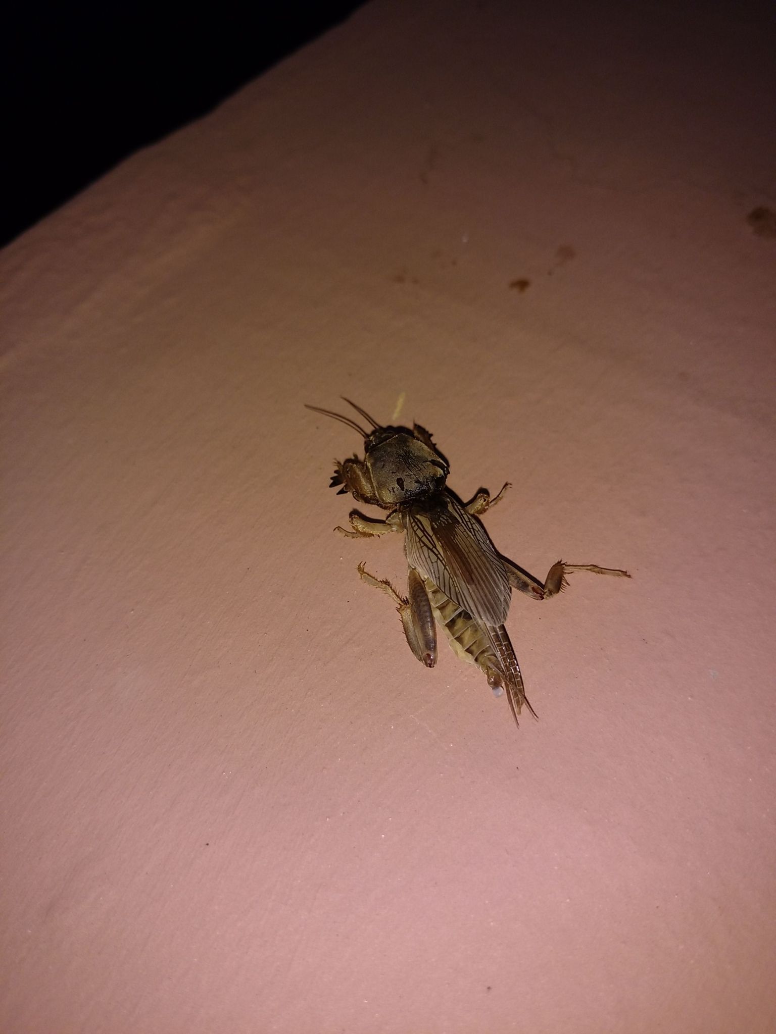 Scapteriscus didactylus
