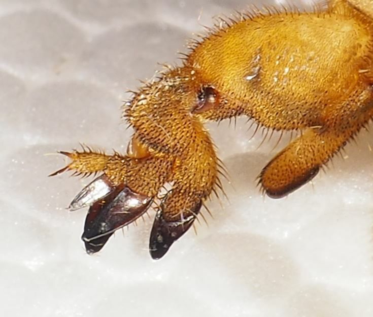 Scapteriscus didactylus