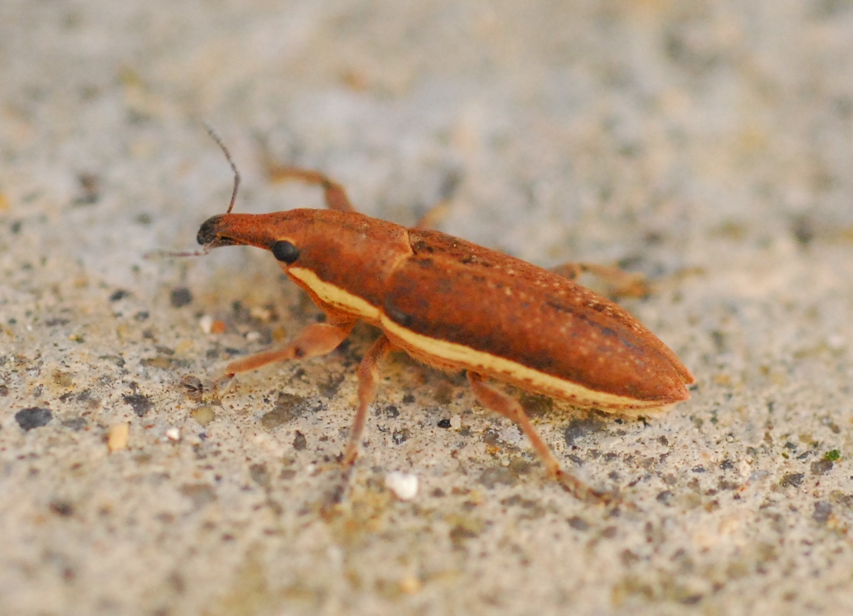 Lixus ochraceus