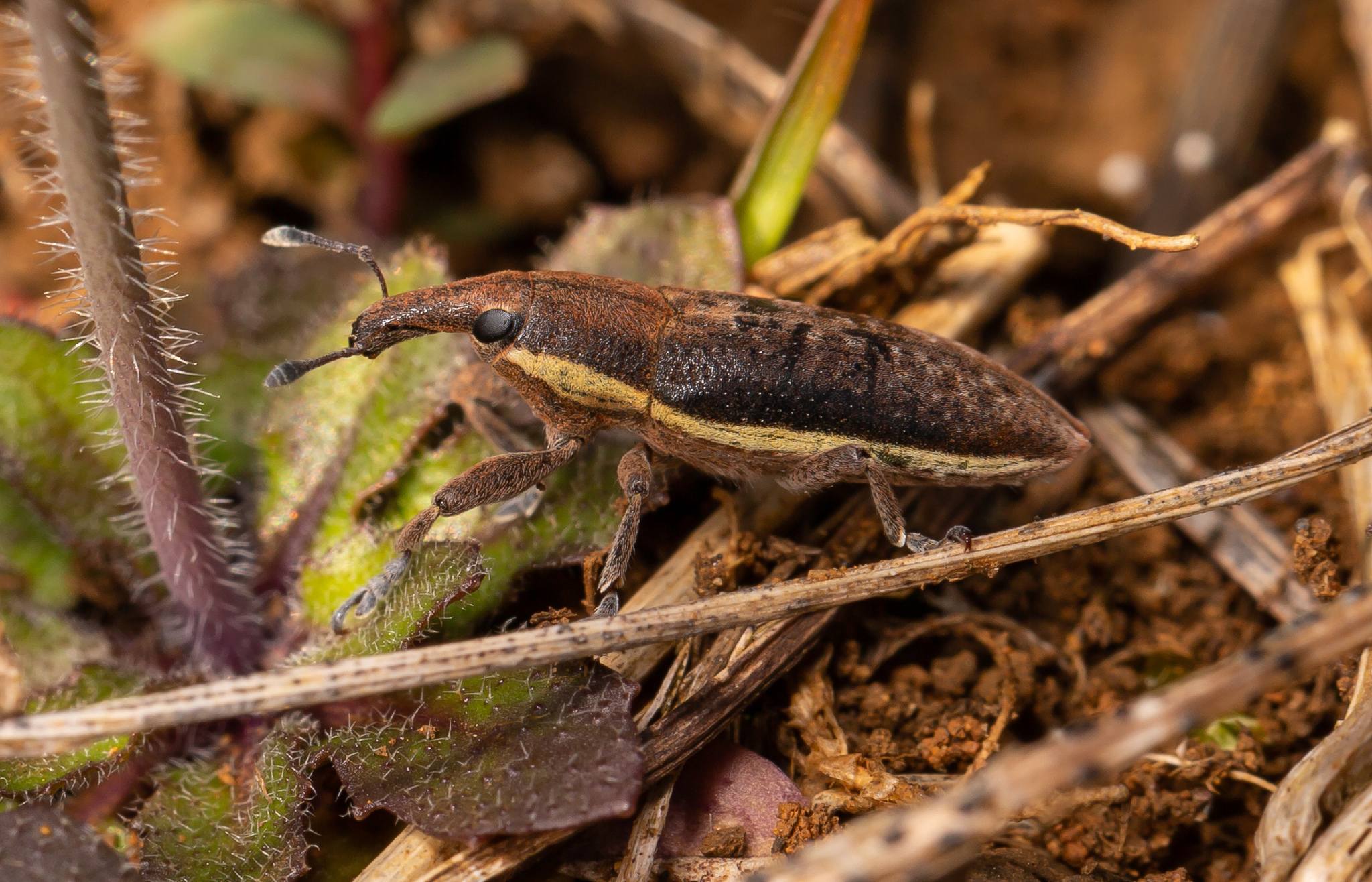 Lixus ochraceus