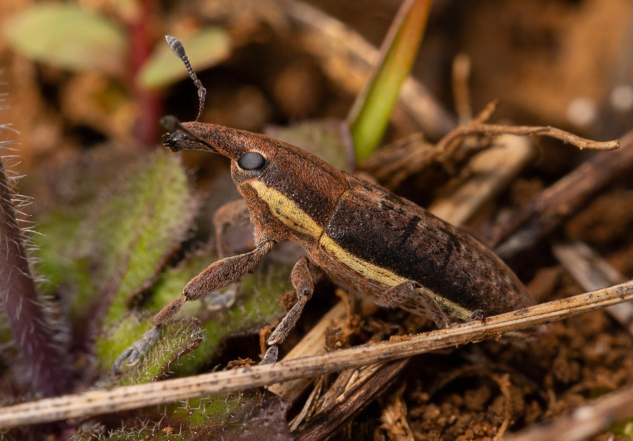 Lixus ochraceus