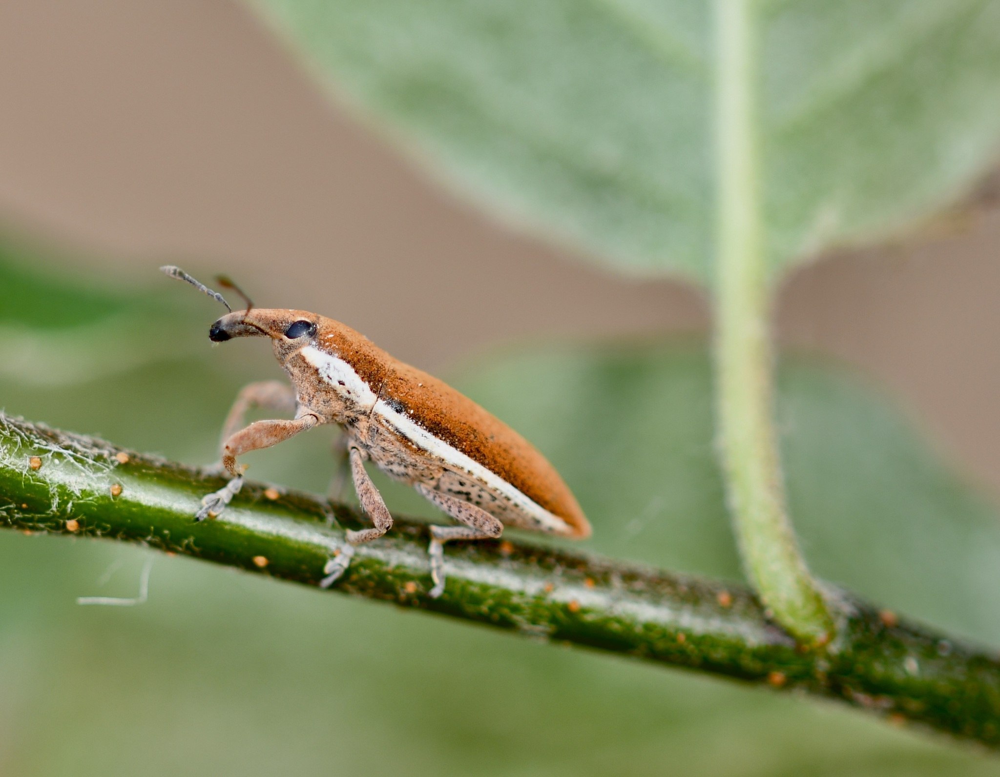 Lixus ochraceus