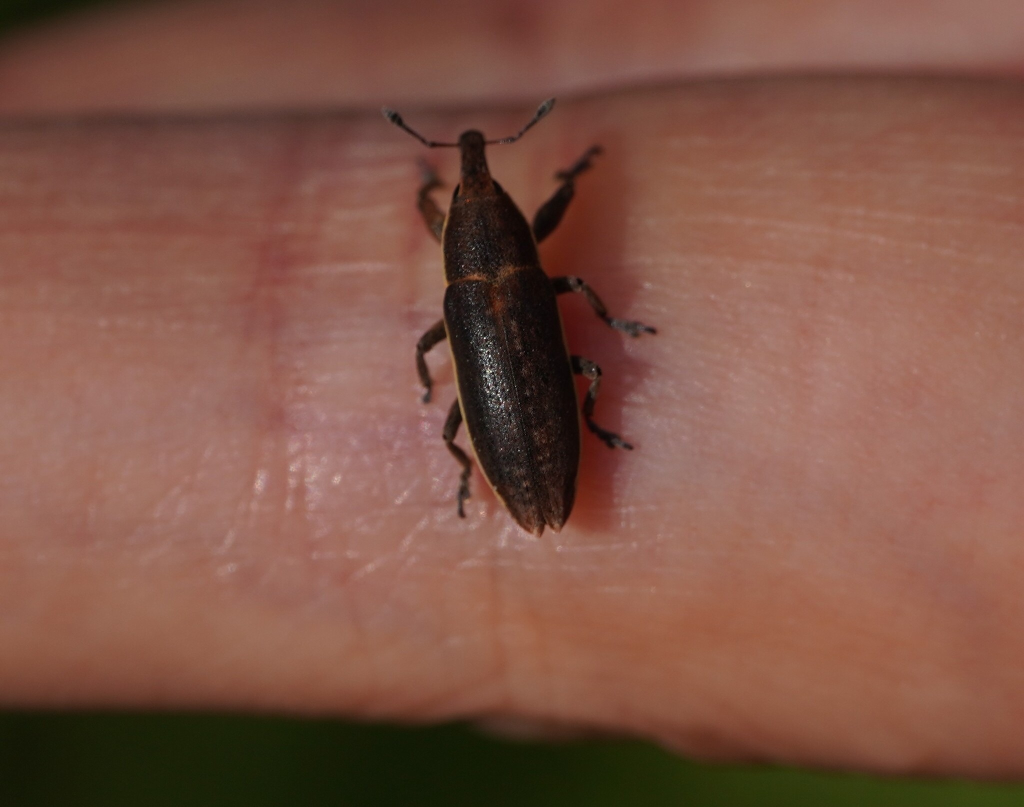 Lixus ochraceus