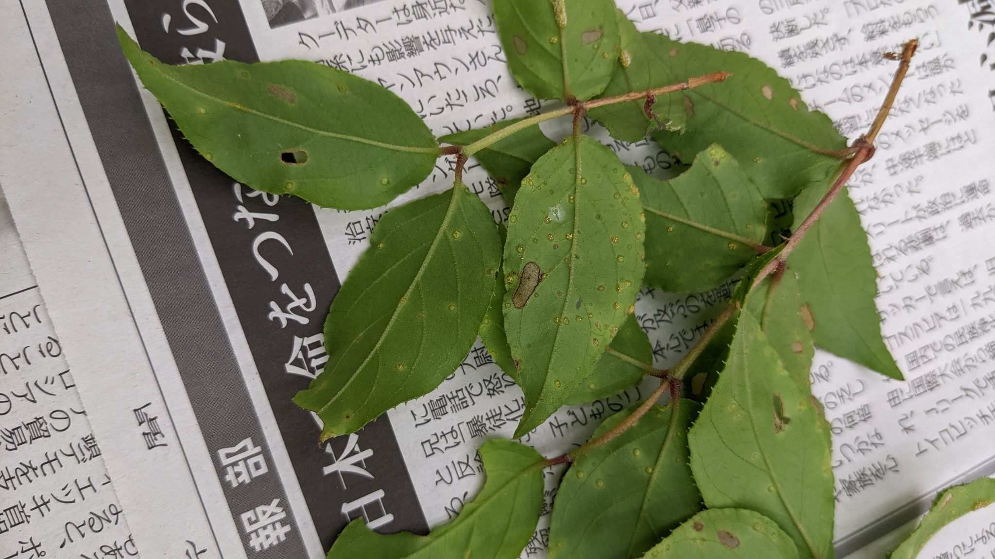 Puccinia kusanoi