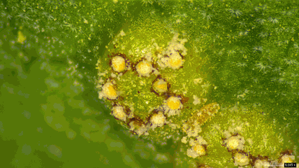 Puccinia kusanoi