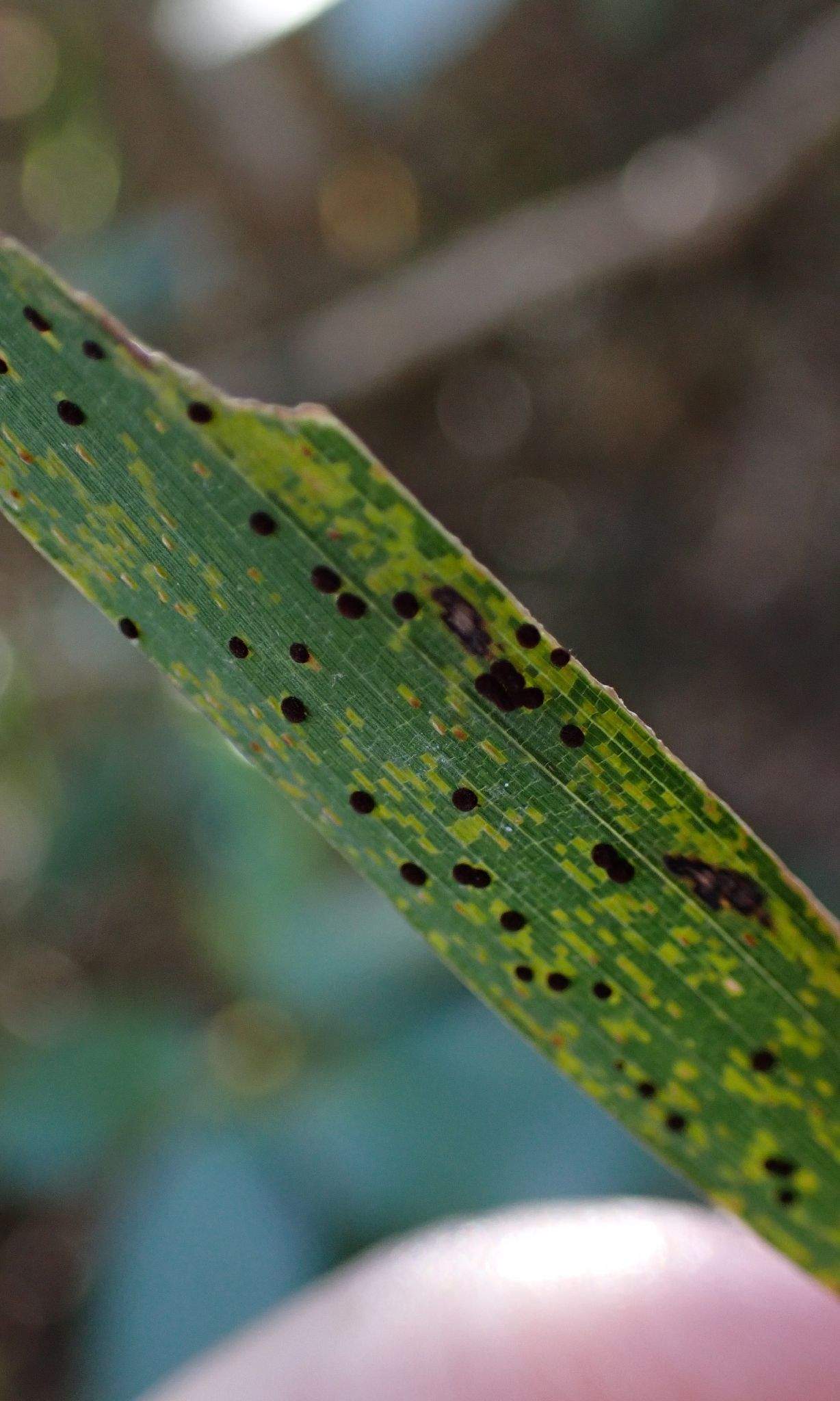Puccinia kusanoi