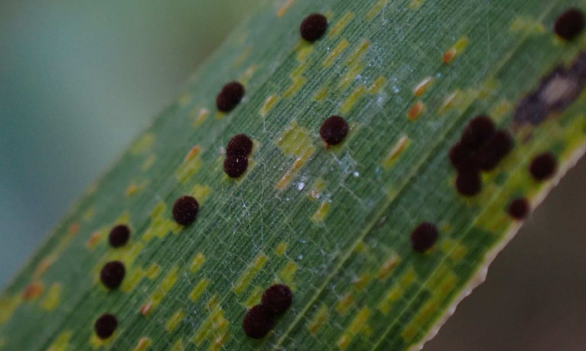 Puccinia kusanoi