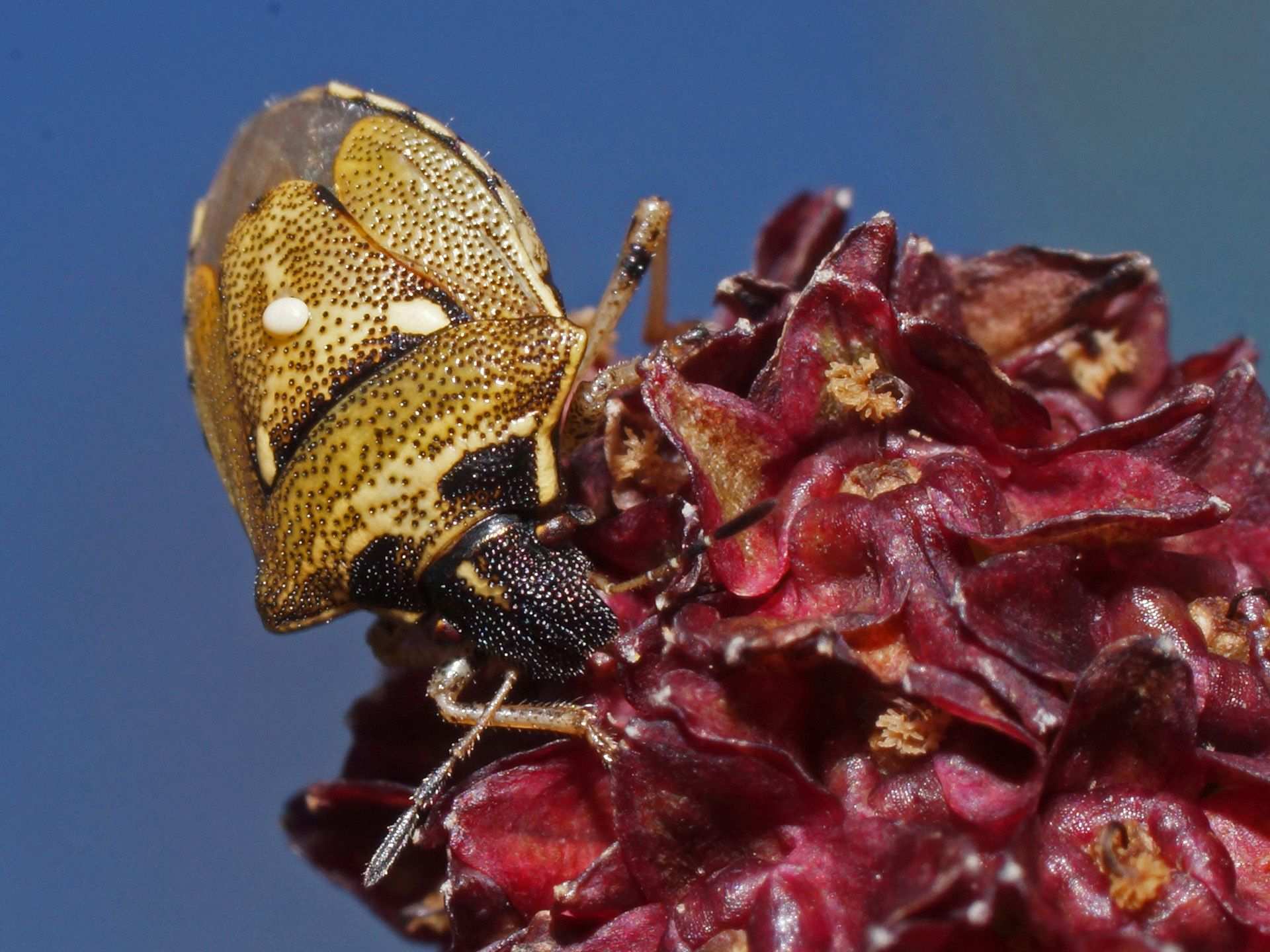 Eysarcoris aeneus
