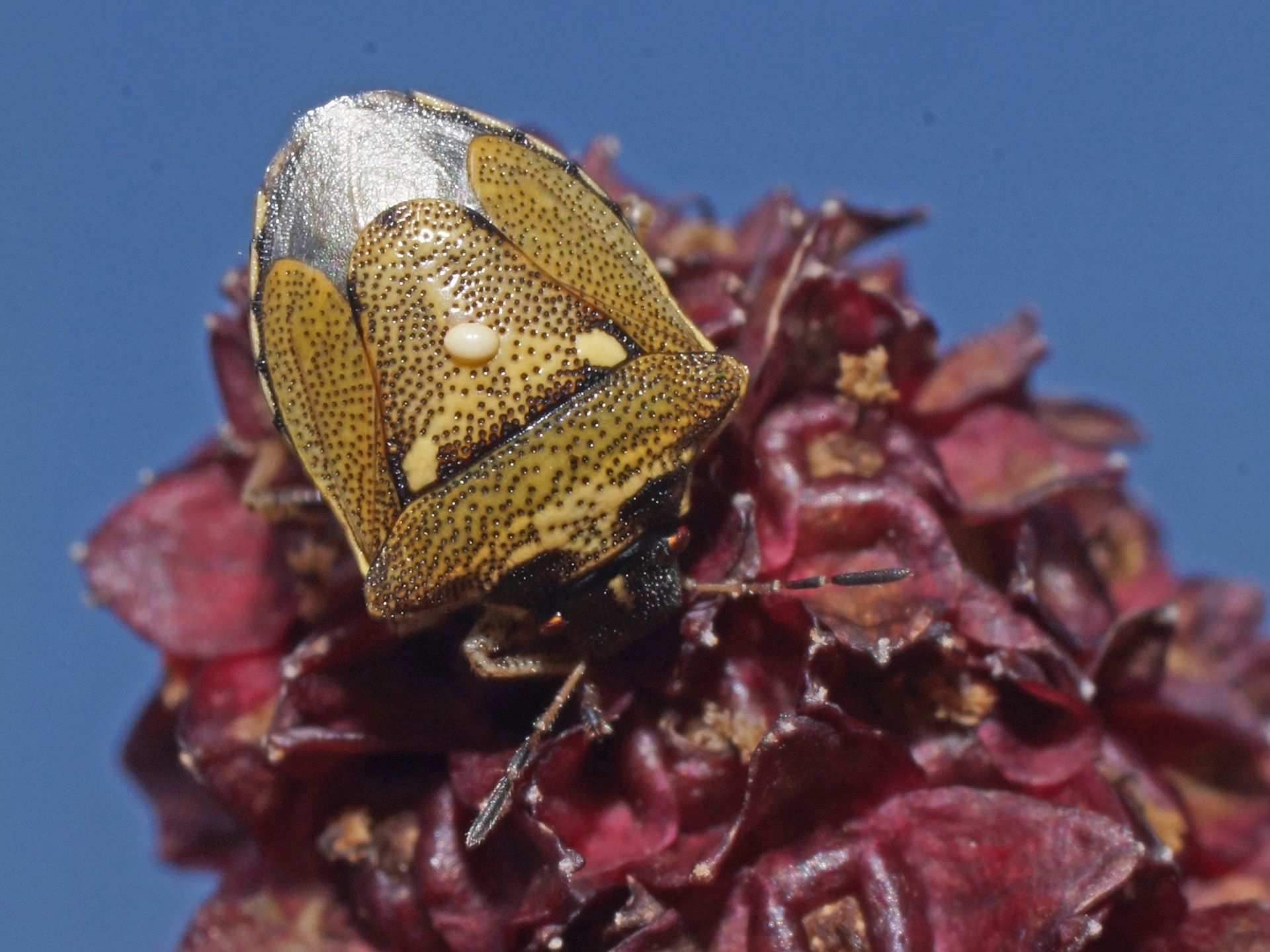 Eysarcoris aeneus