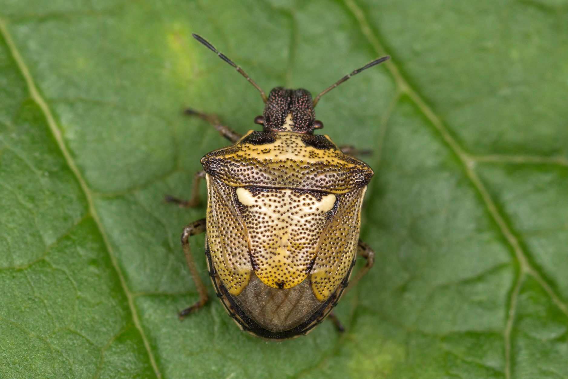 Eysarcoris aeneus