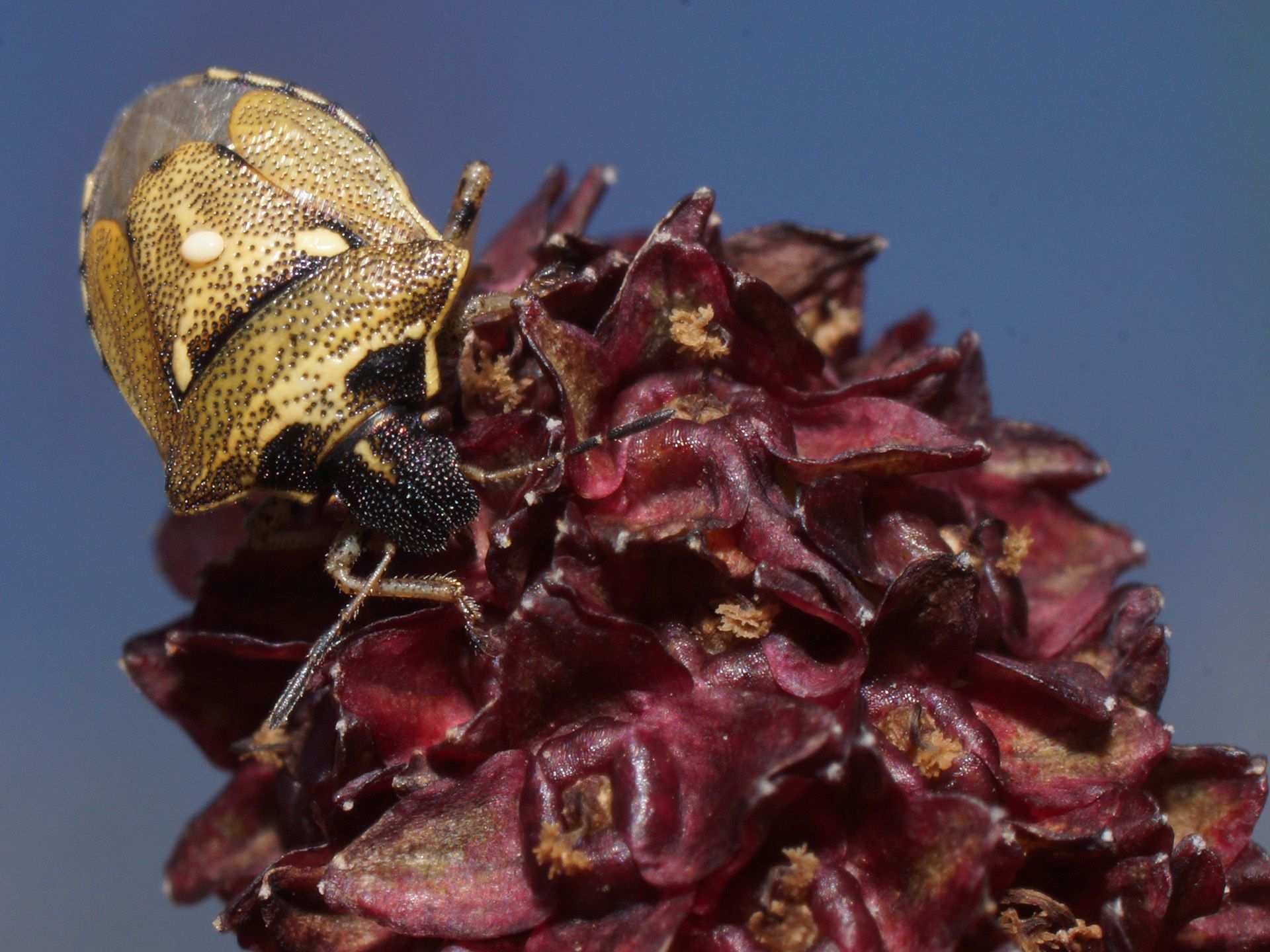 Eysarcoris aeneus