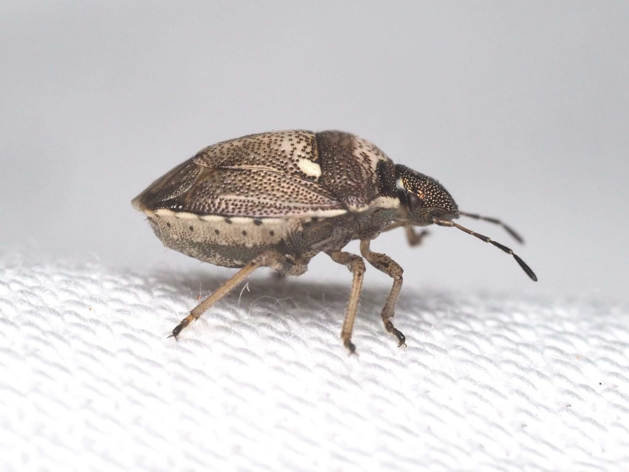 Eysarcoris aeneus