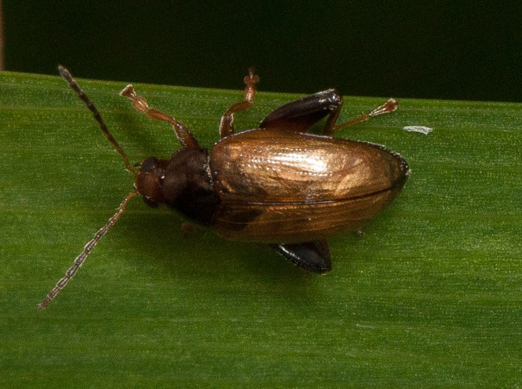 Psylliodes chrysocephalus