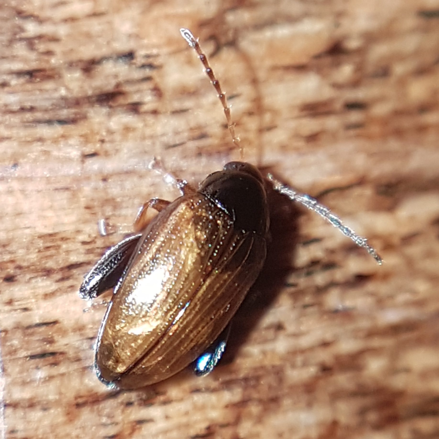 Psylliodes chrysocephalus
