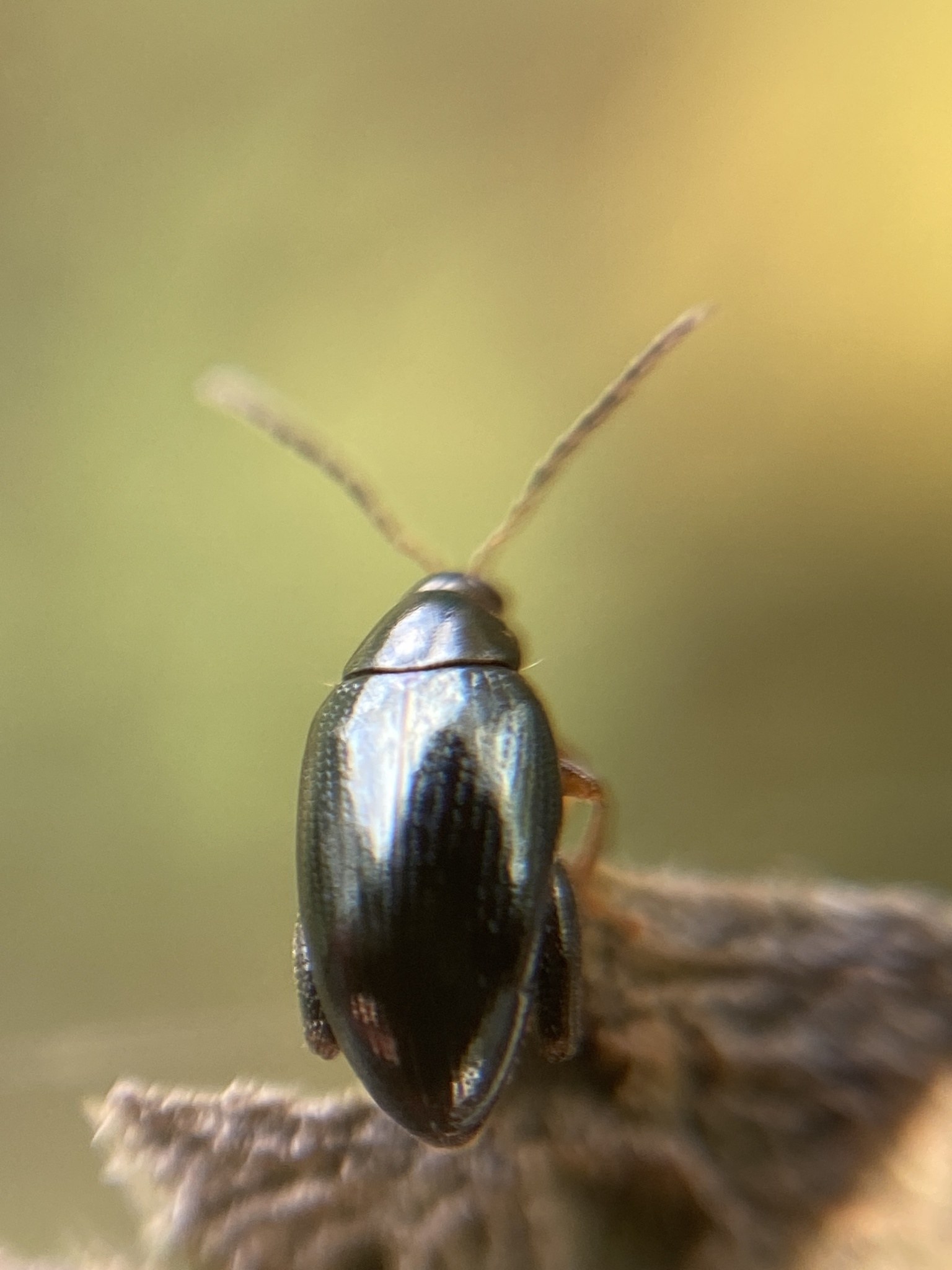 Psylliodes chrysocephalus