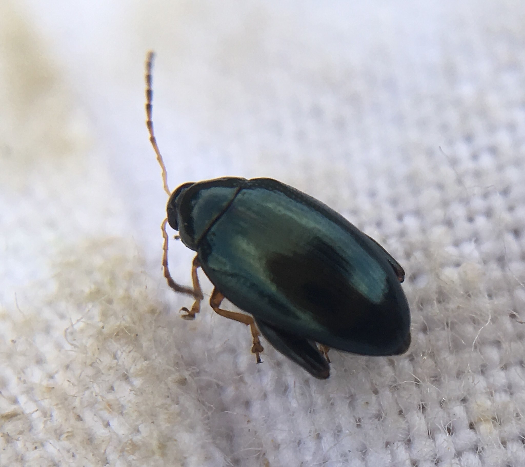 Psylliodes chrysocephalus