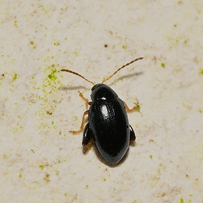 Psylliodes chrysocephalus