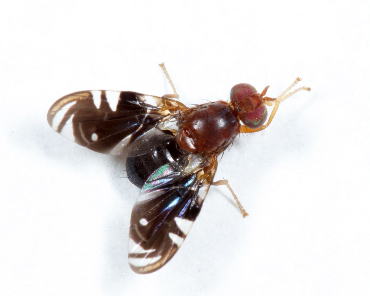 Parastenopa limata