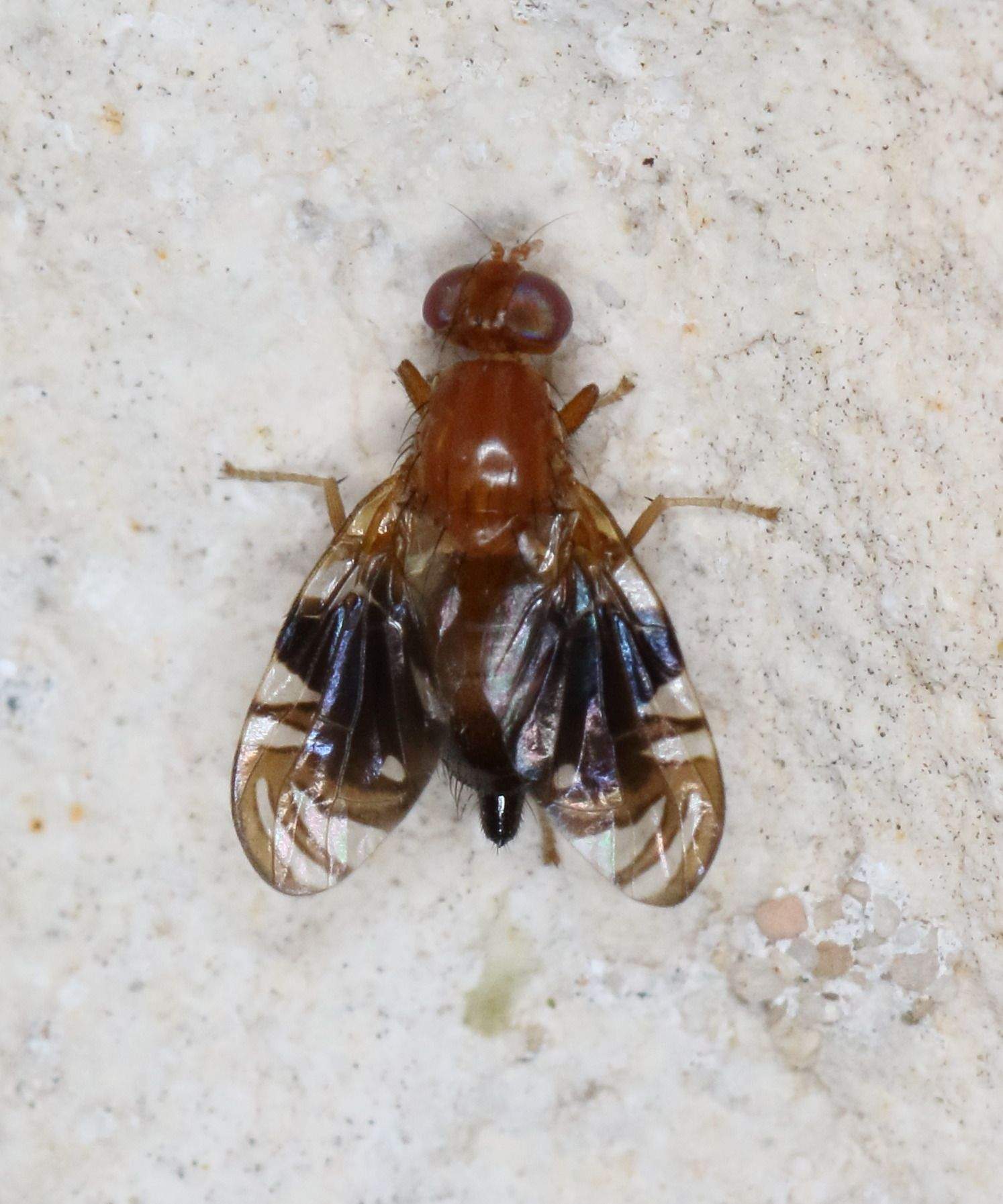 Parastenopa limata