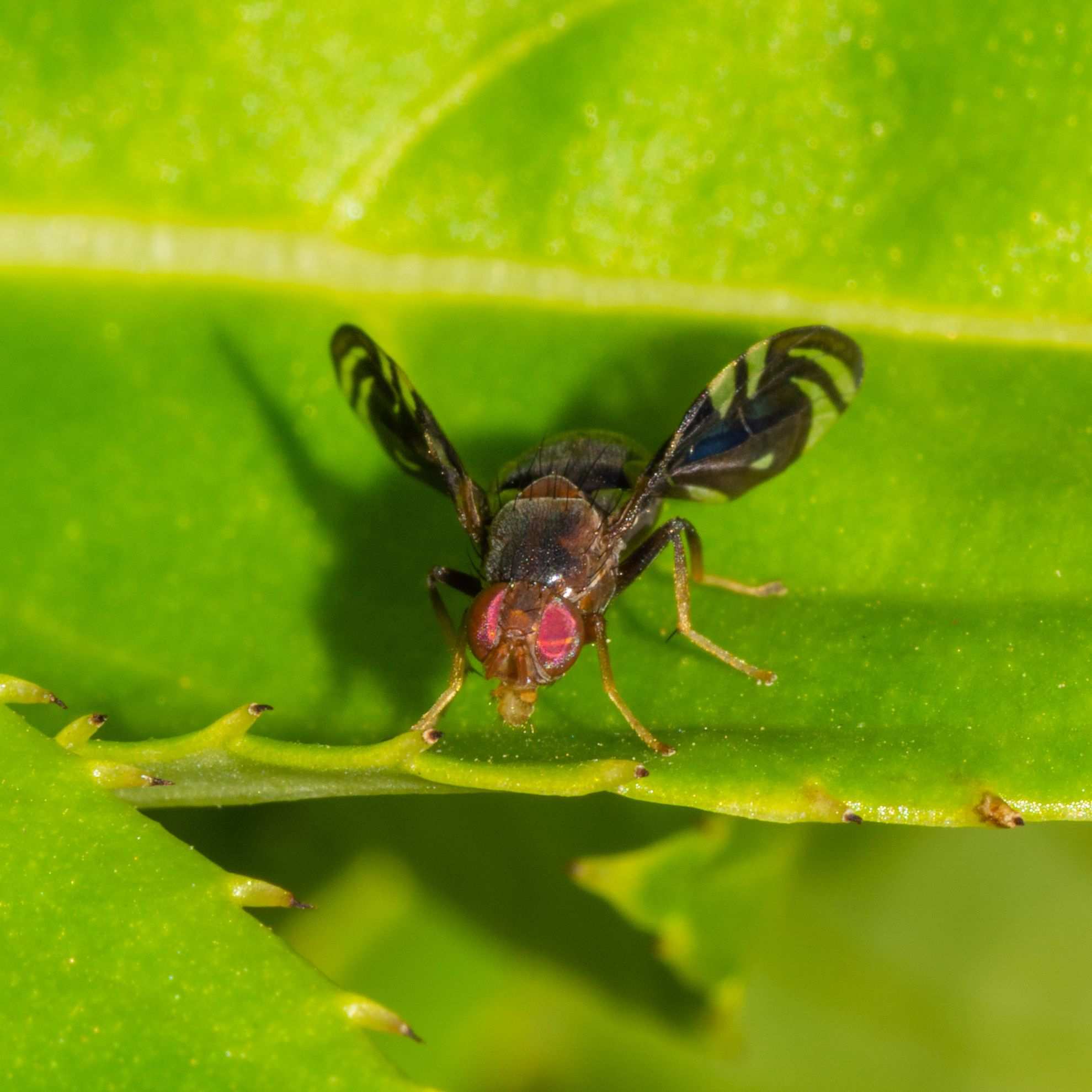 Parastenopa limata