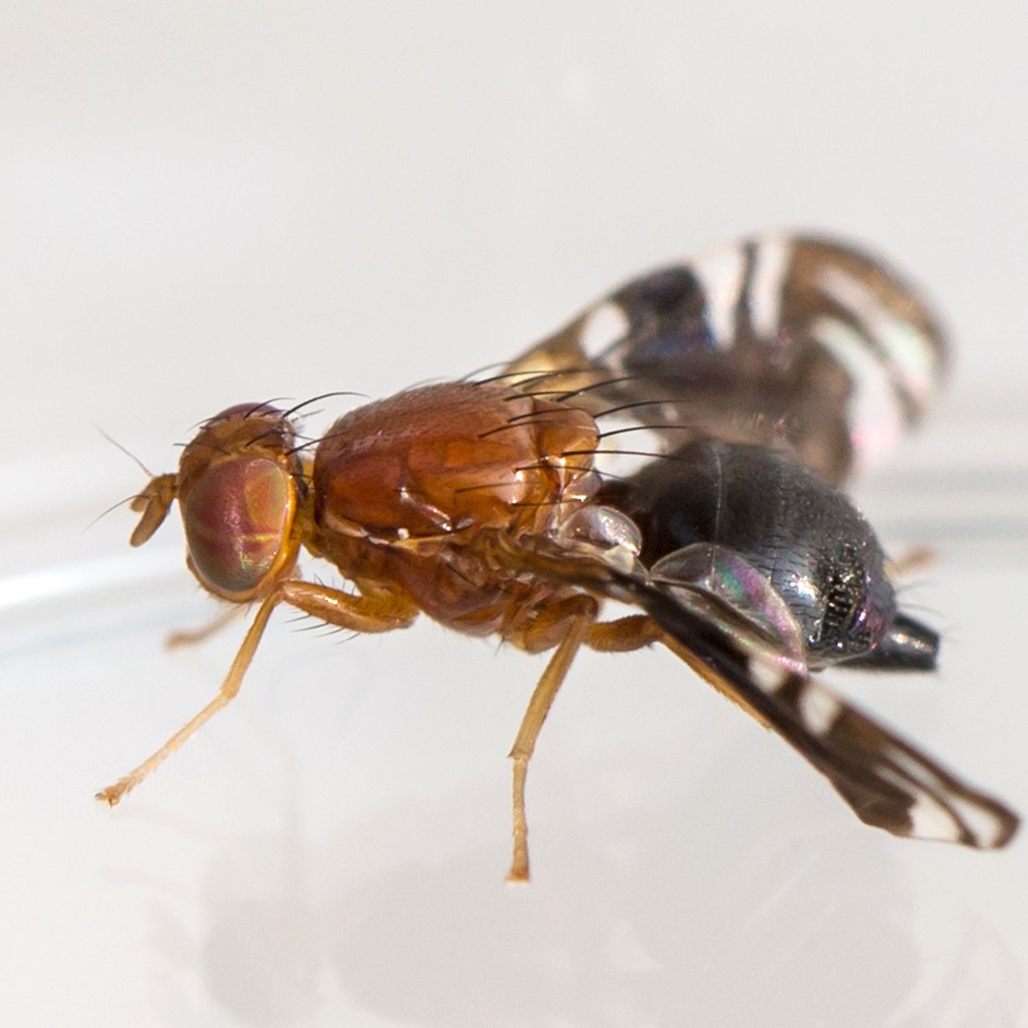 Parastenopa limata
