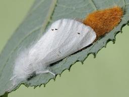 Euproctis chrysorrhoea