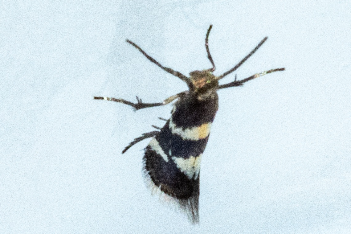 Holocacista capensis