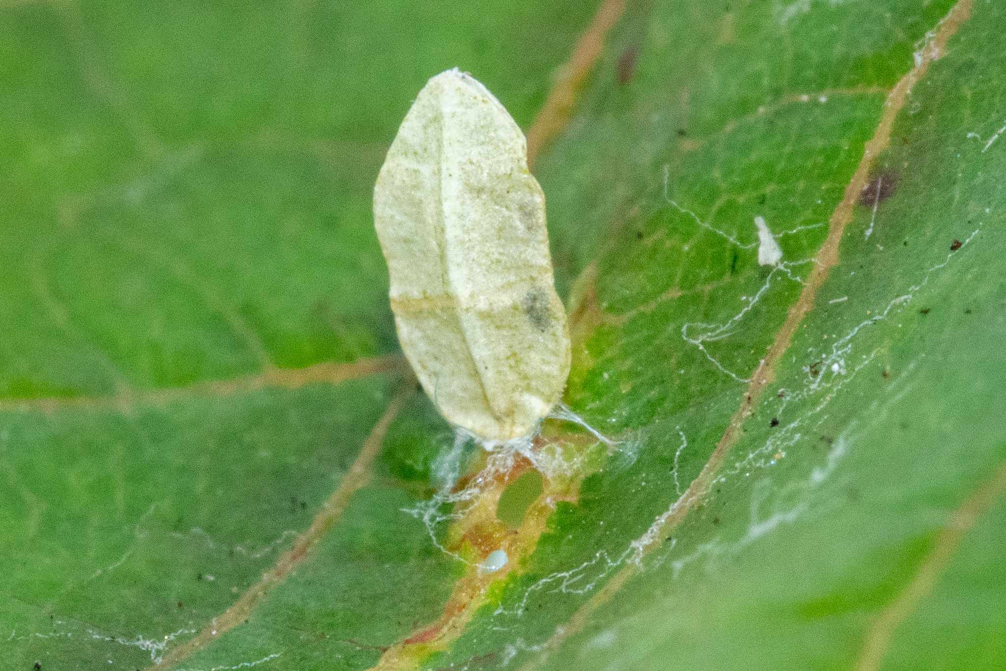 Holocacista capensis