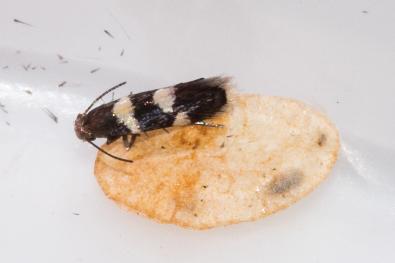 Holocacista capensis