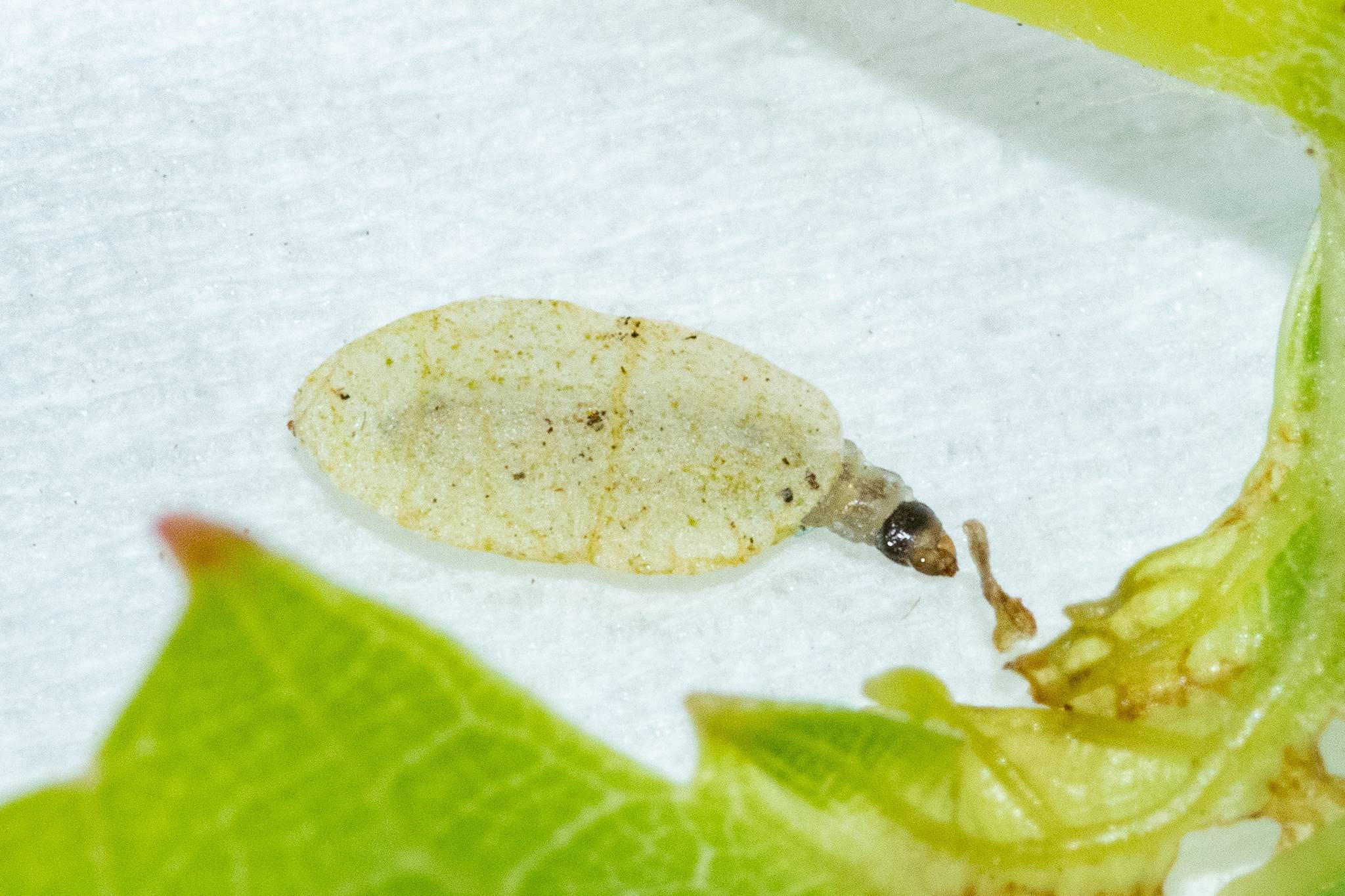 Holocacista capensis