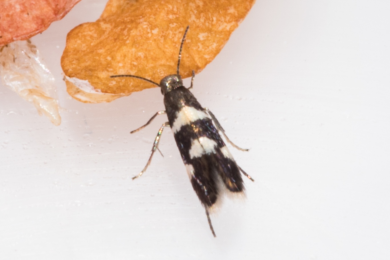 Holocacista capensis