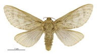 Wiseana jocosa