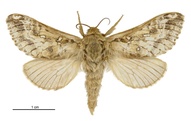 Wiseana jocosa